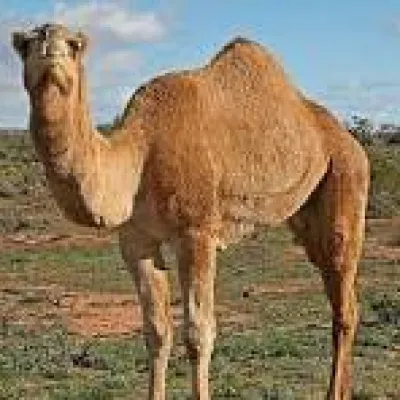 جمل وكالة عمره ٧ سنين
